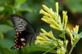 239 gewoehnlicher Mormone - Papilio polytes